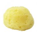 天然海綿【ミニミニ】