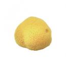 天然海綿【MINI】