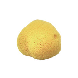 天然海綿【MINI】