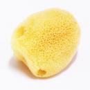 天然海綿【小】