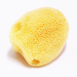 天然海綿【小】